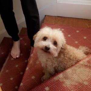 Meet your Posher, Isabella